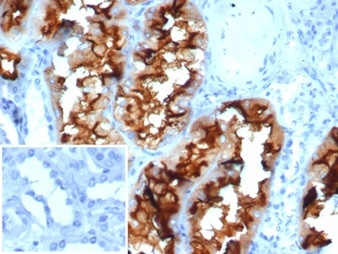 CD13/Aminopeptidase-N (Myeloid Cell Marker) Antibody in Immunohistochemistry (Paraffin) (IHC (P))