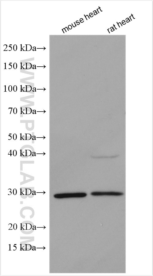 DKK2 Antibody in Western Blot (WB)