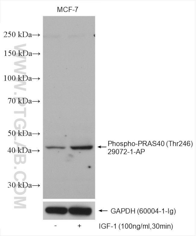 Phospho-PRAS40 (Thr246) Antibody in Western Blot (WB)