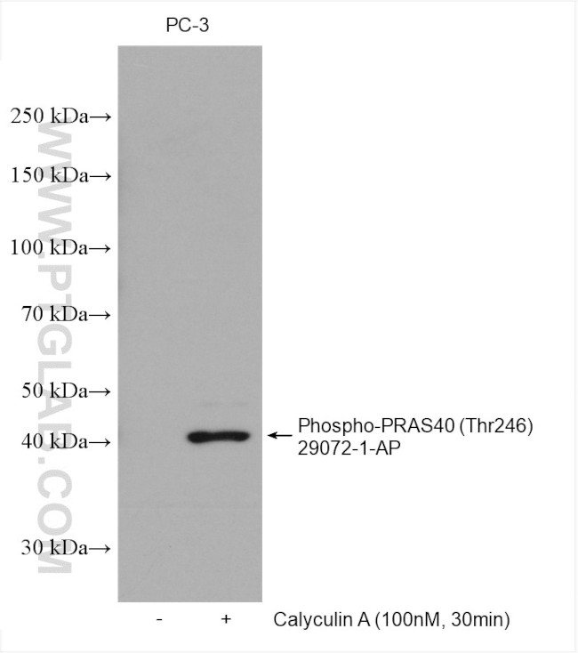 Phospho-PRAS40 (Thr246) Antibody in Western Blot (WB)