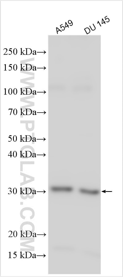 AMD1 Antibody in Western Blot (WB)