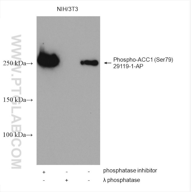 Phospho-ACC1 (Ser79) Antibody in Western Blot (WB)