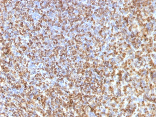 Galectin-13 (GAL13)/Placental Protein 13 (PP13) Antibody in Immunohistochemistry (Paraffin) (IHC (P))