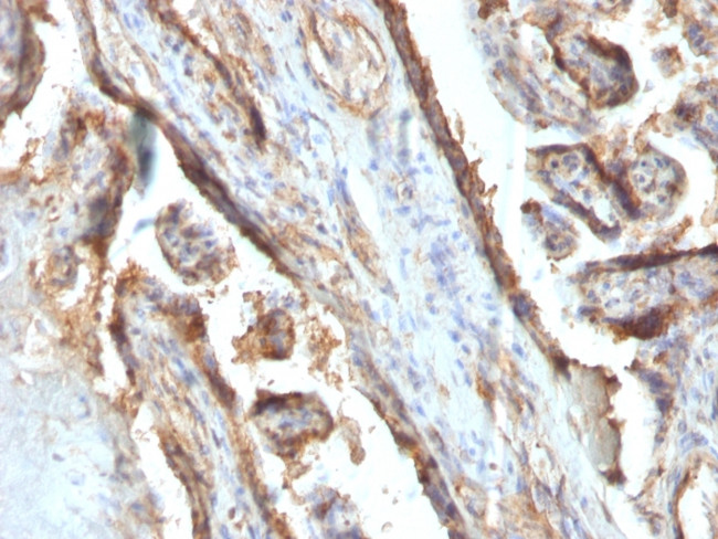 Galectin-13 (GAL13)/Placental Protein 13 (PP13) Antibody in Immunohistochemistry (Paraffin) (IHC (P))