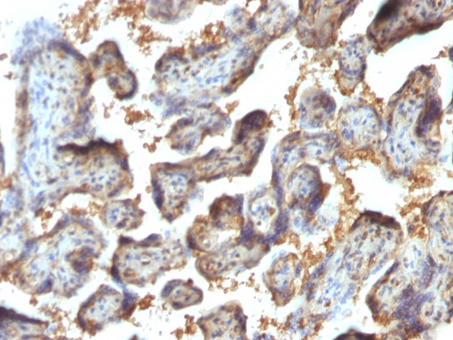 Galectin-13 (GAL13)/Placental Protein 13 (PP13) Antibody in Immunohistochemistry (Paraffin) (IHC (P))