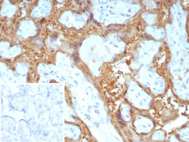 Galectin-13 (GAL13)/Placental Protein 13 (PP13) Antibody in Immunohistochemistry (Paraffin) (IHC (P))