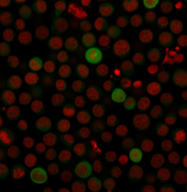 PD-L1/PDCD1LG1/CD274/B7-H1 (Cancer Immunotherapy Target) Antibody in Immunocytochemistry (ICC/IF)