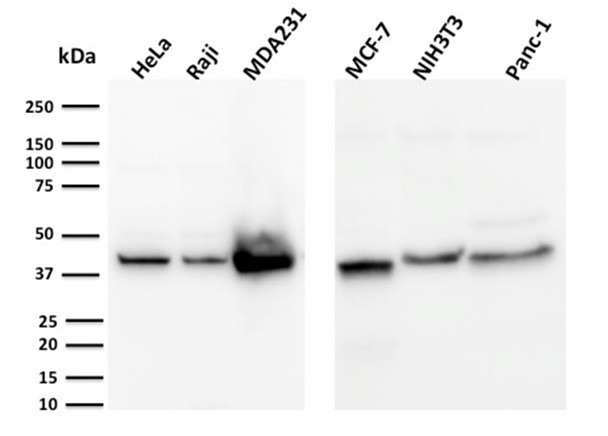 PD-L1/PDCD1LG1/CD274/B7-H1 (Cancer Immunotherapy Target) Antibody in Western Blot (WB)