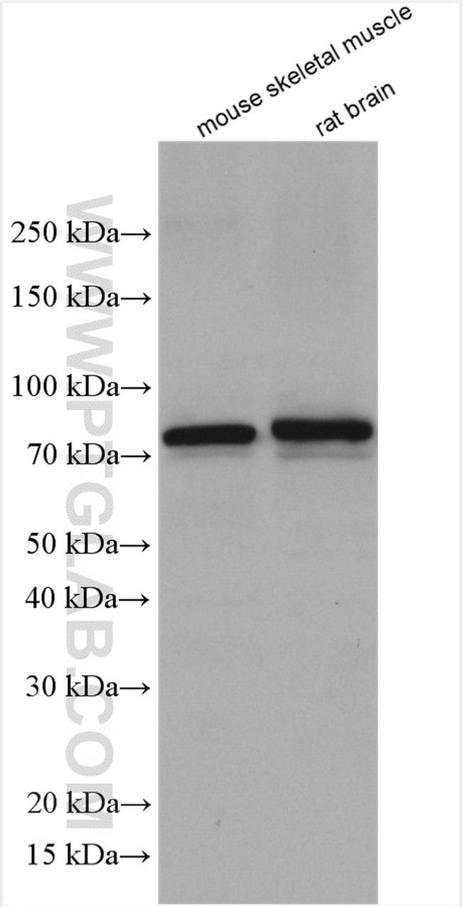 PADI2 Antibody in Western Blot (WB)