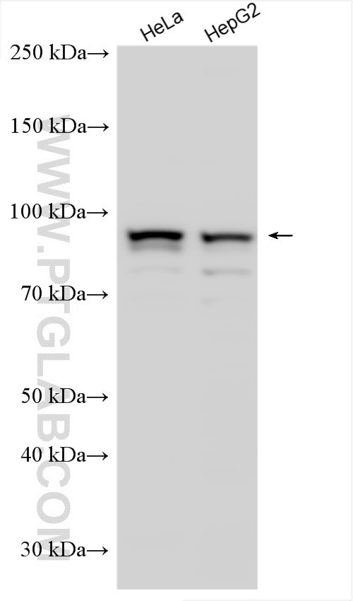 UVRAG Antibody in Western Blot (WB)