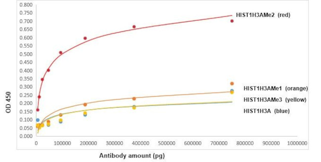 H3K36me2 Antibody in ELISA (ELISA)