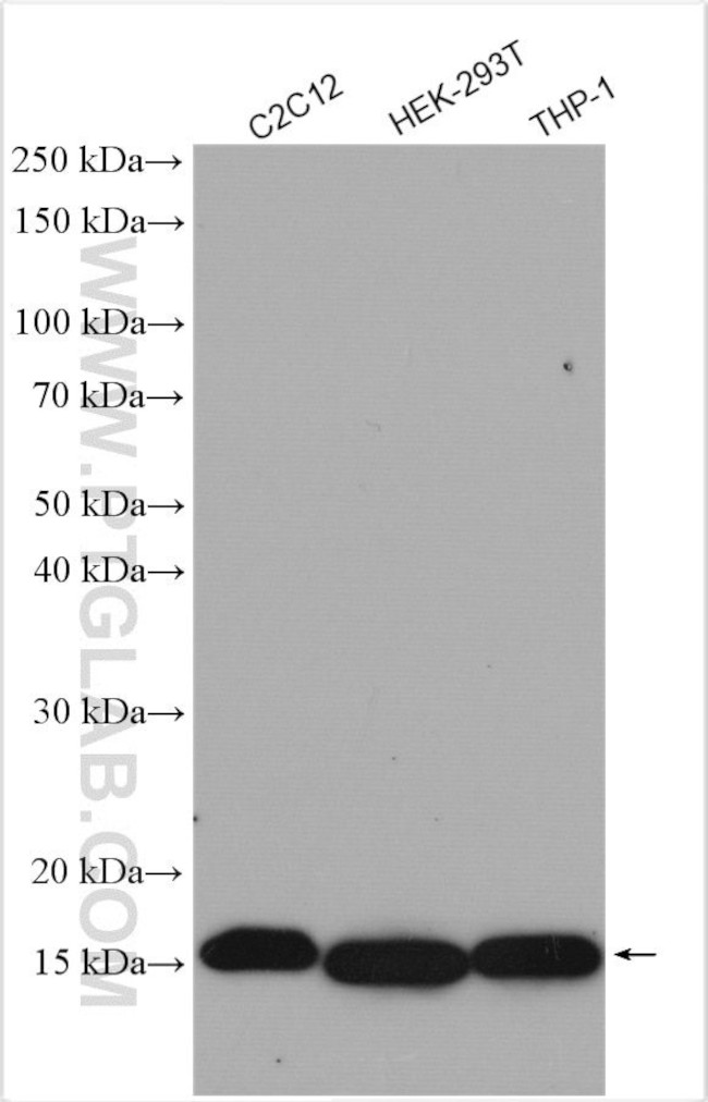 H3K36me2 Antibody in Western Blot (WB)