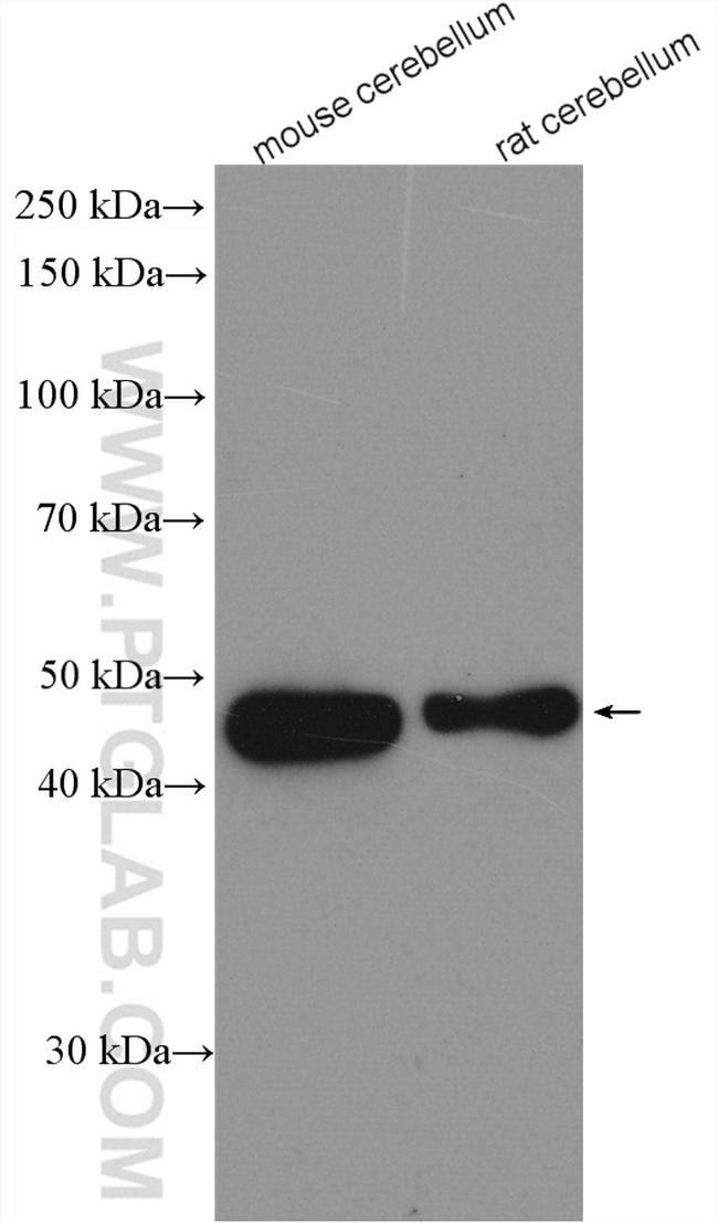 PAX2 Antibody in Western Blot (WB)