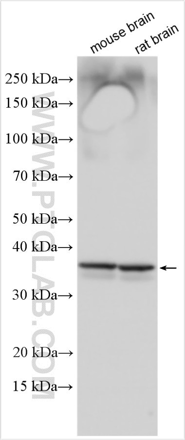 SFXN5 Antibody in Western Blot (WB)