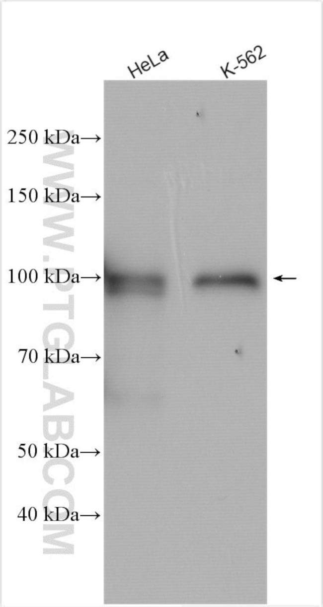 WDR47 Antibody in Western Blot (WB)