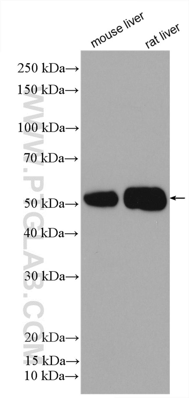 ALDH1A3 Antibody in Western Blot (WB)