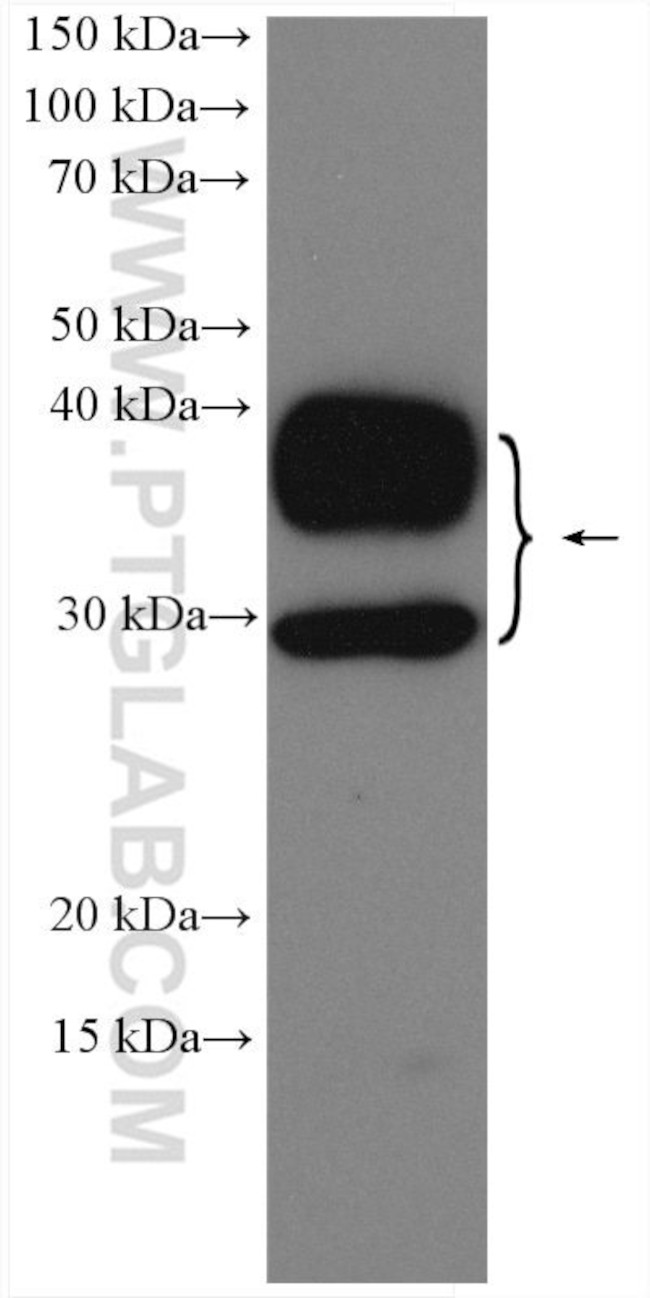 AQP2 Antibody in Western Blot (WB)