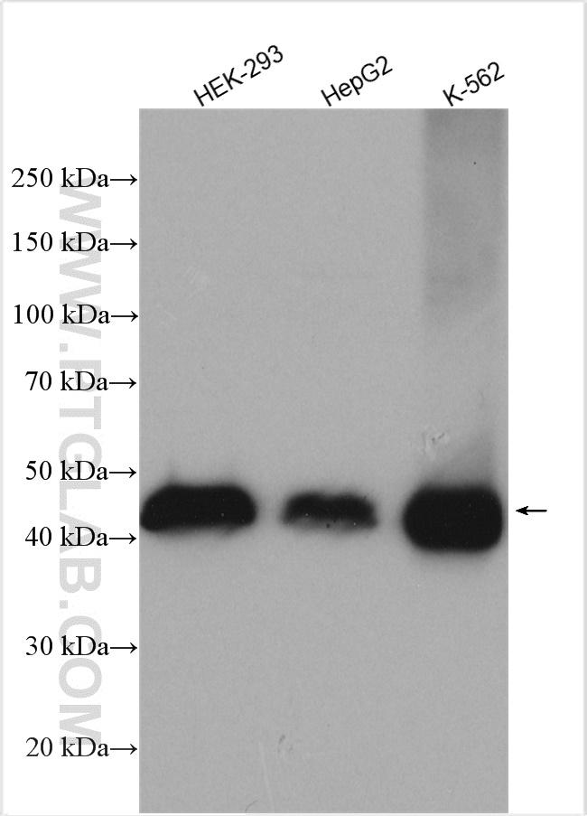 ZCCHC3 Antibody in Western Blot (WB)