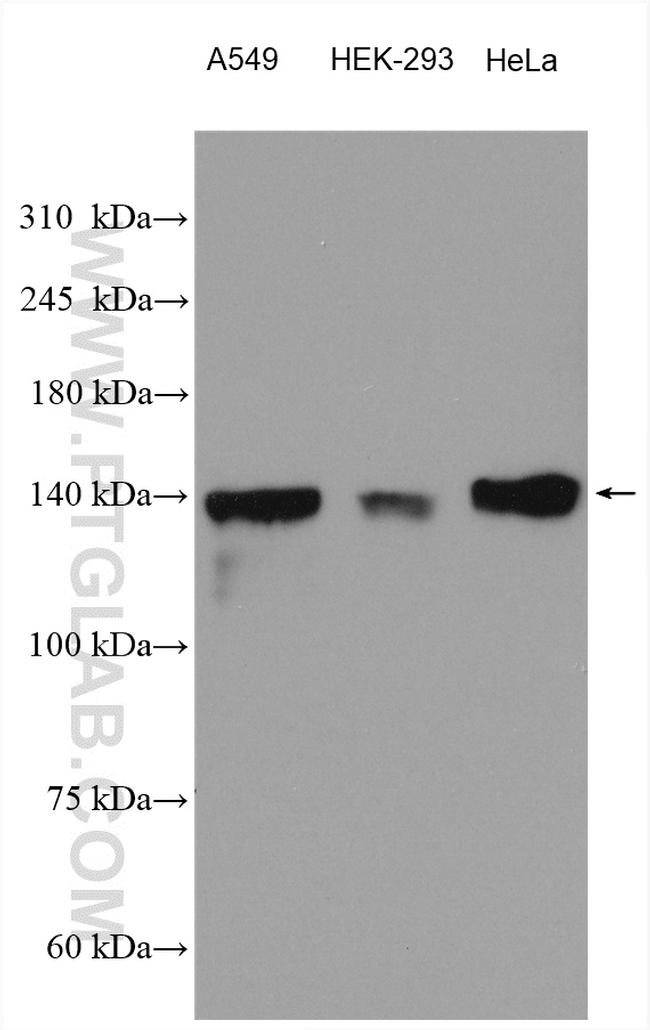 PTPRS Antibody in Western Blot (WB)