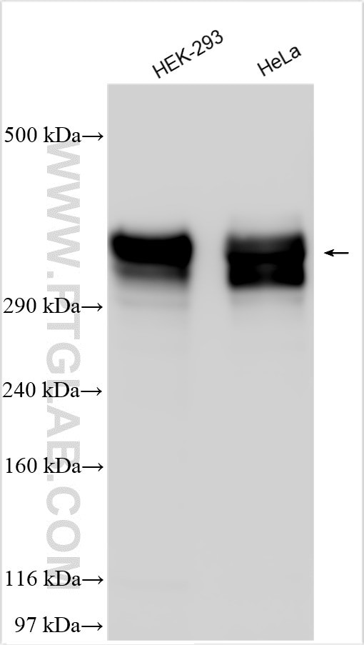 SEC16A Antibody in Western Blot (WB)