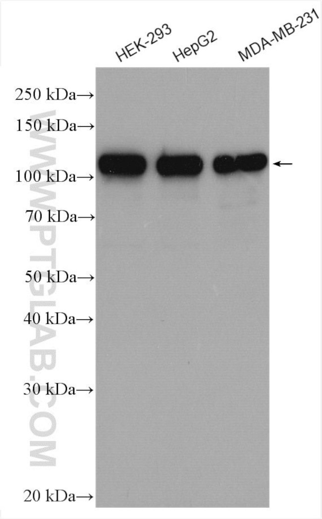 YTHDC1 Antibody in Western Blot (WB)