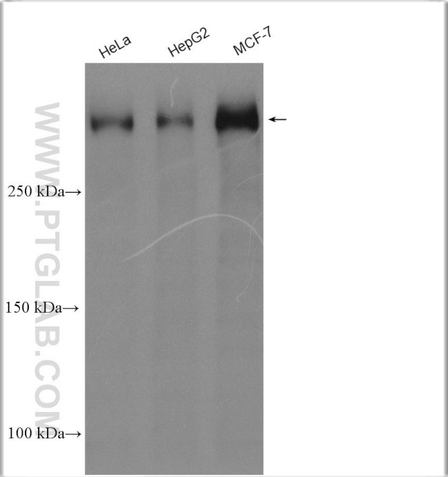 BRCA2 Antibody in Western Blot (WB)