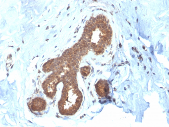 Glutathione S-Transferase Mu2 (GSTM2) Antibody in Immunohistochemistry (Paraffin) (IHC (P))