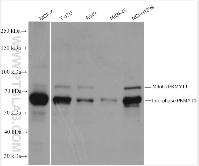 PKMYT1 Antibody in Western Blot (WB)