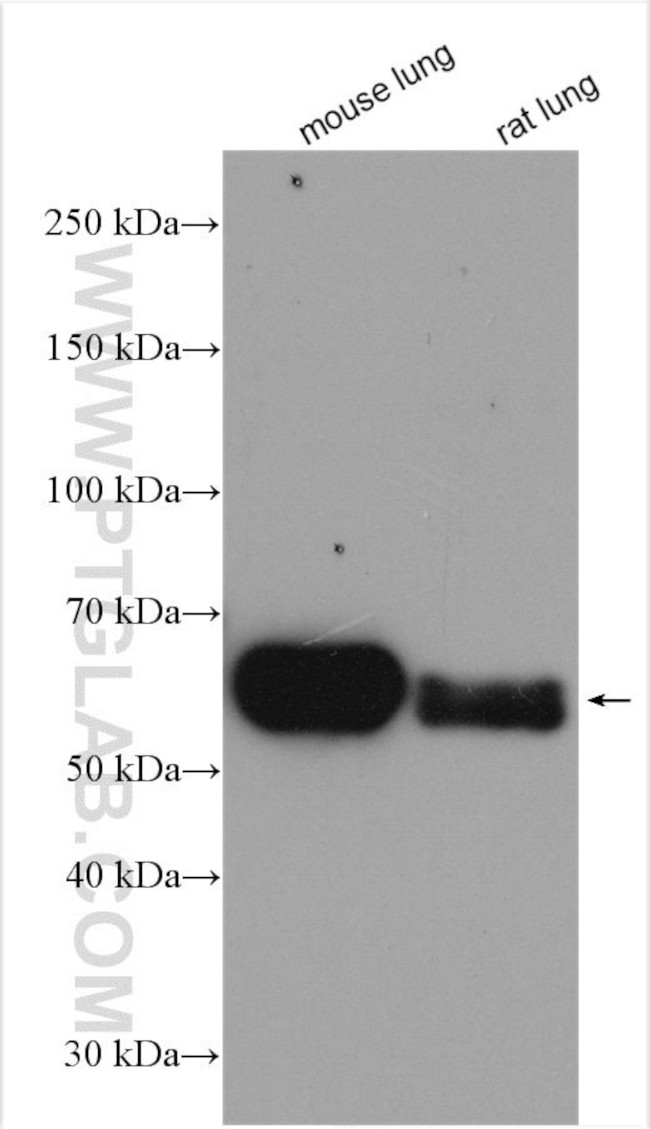 CRMP1 Antibody in Western Blot (WB)