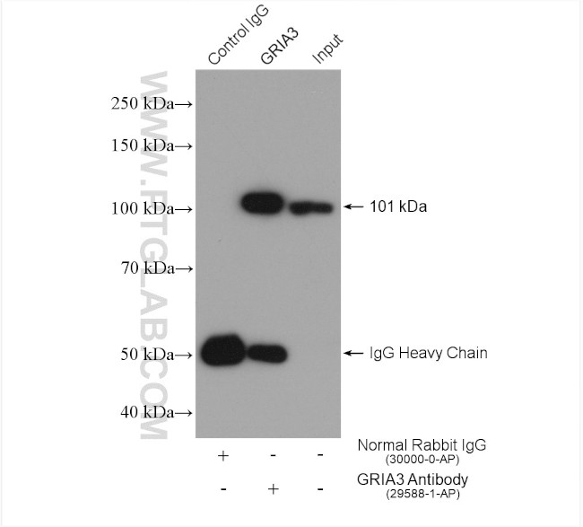 GRIA3 Antibody in Immunoprecipitation (IP)