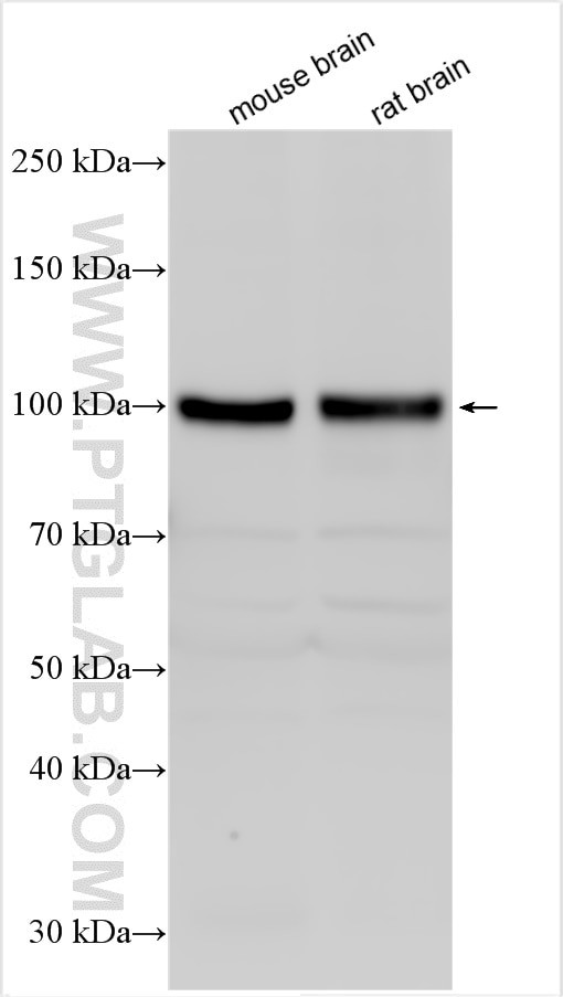 GRIA3 Antibody in Western Blot (WB)