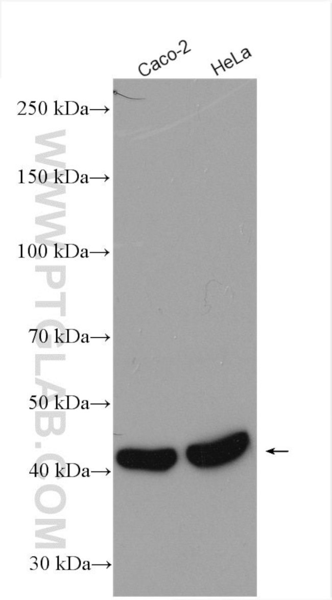 SIRT7 Antibody in Western Blot (WB)