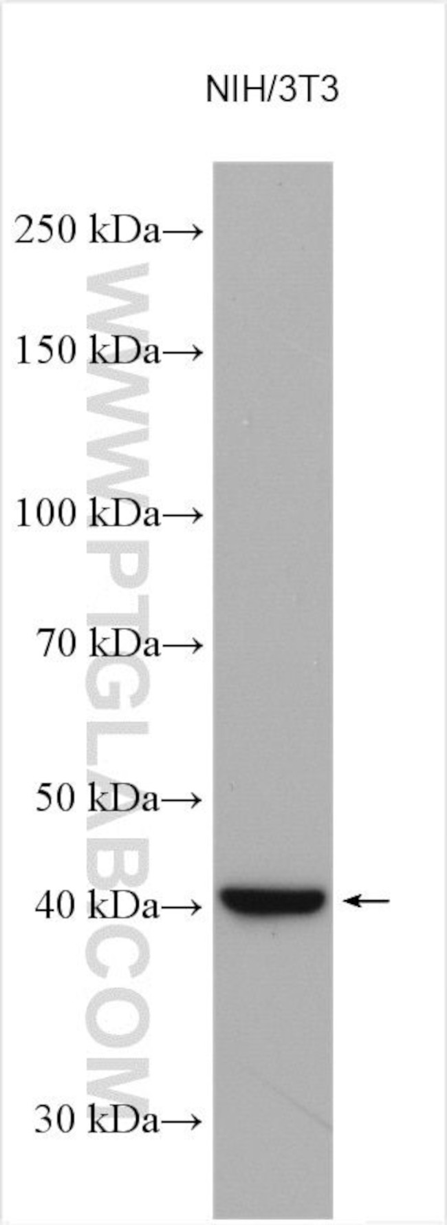 FGF10 Antibody in Western Blot (WB)