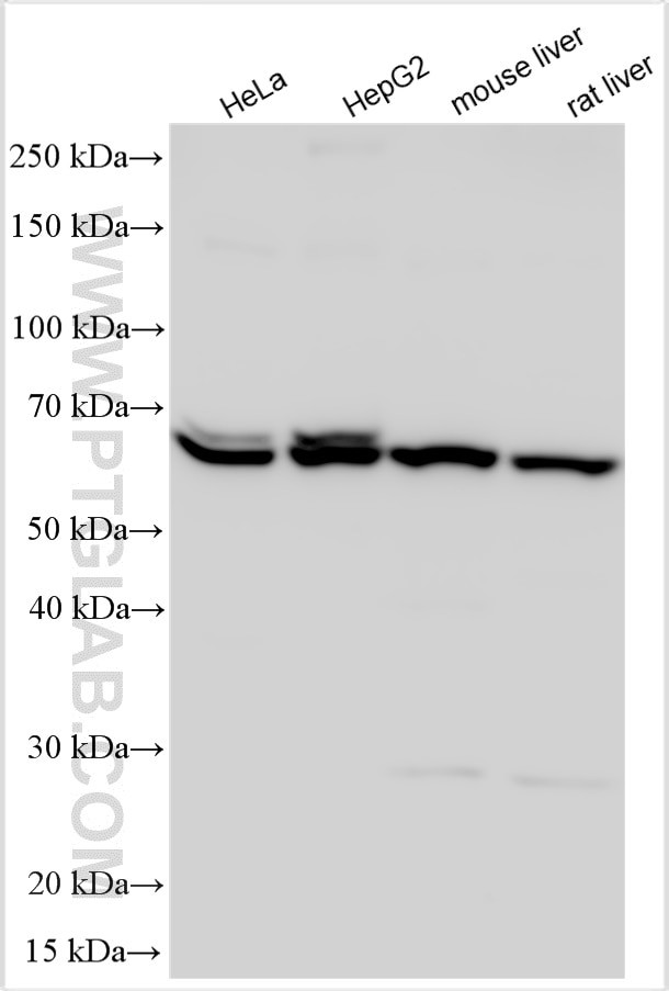 SHH Antibody in Western Blot (WB)