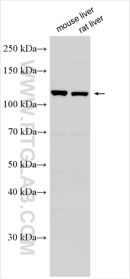 FMNL3 Antibody in Western Blot (WB)