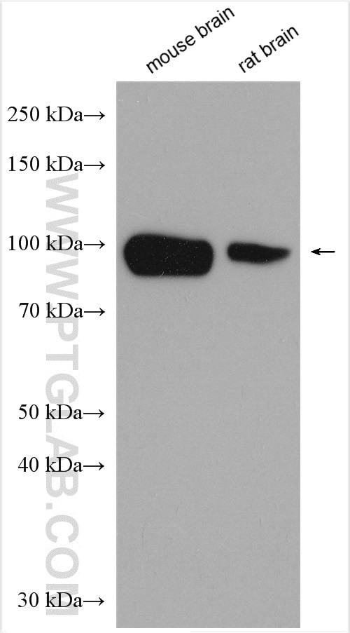 NHE1 Antibody in Western Blot (WB)