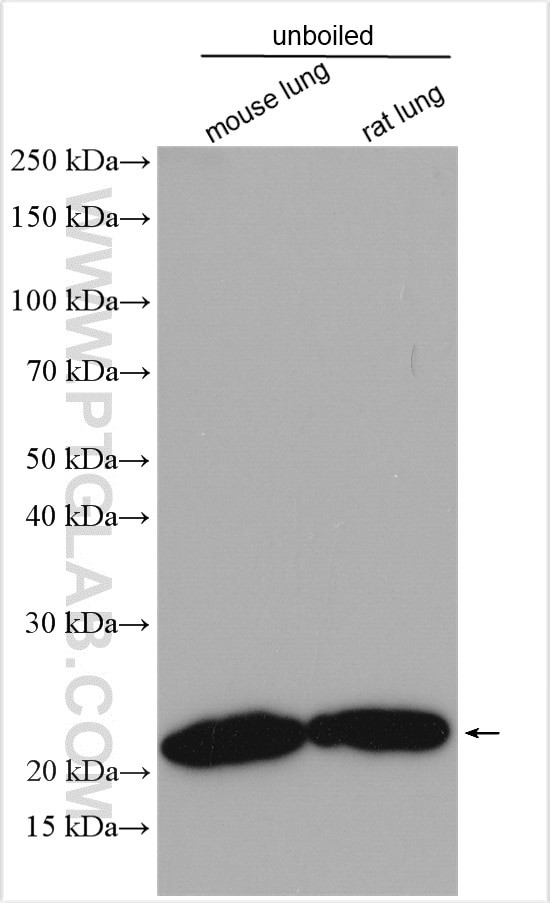 Claudin 5 Antibody in Western Blot (WB)