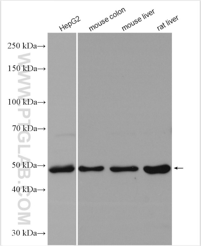 ERLEC1 Antibody in Western Blot (WB)