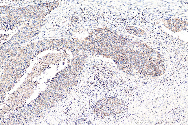 Claudin 7 Antibody in Immunohistochemistry (Paraffin) (IHC (P))