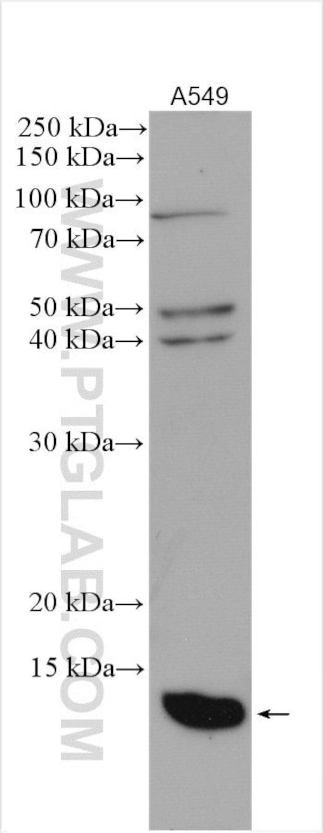 SRX1 Antibody in Western Blot (WB)