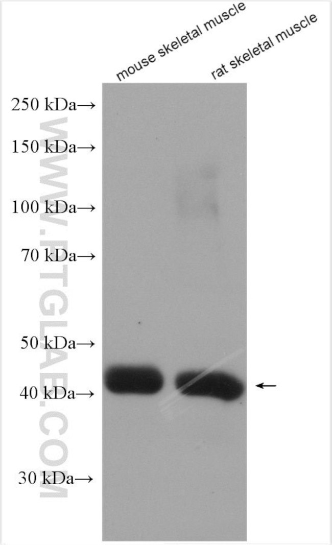 MGC33407/ACTL9 Antibody in Western Blot (WB)