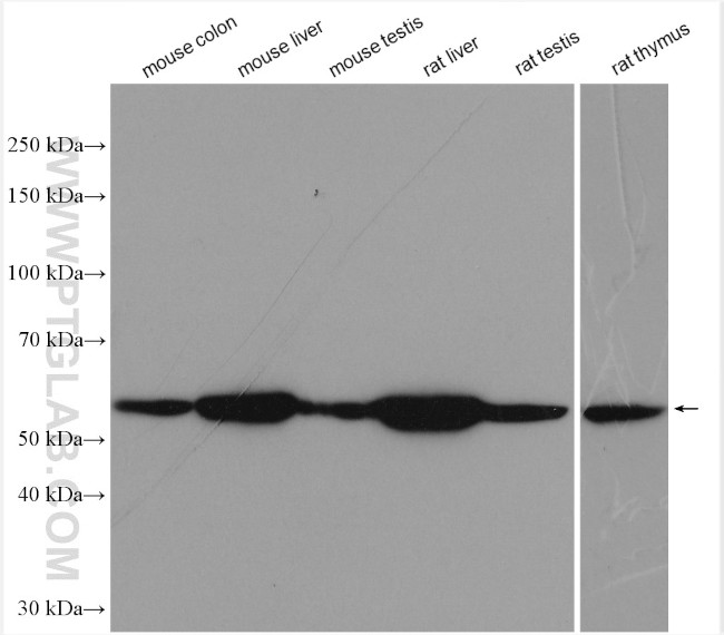 RORC Antibody in Western Blot (WB)