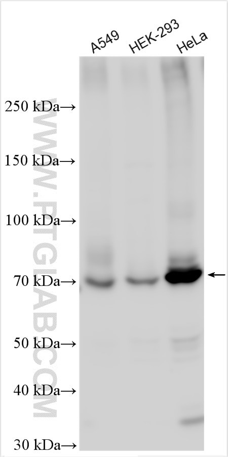 Kindlin 2 Antibody in Western Blot (WB)