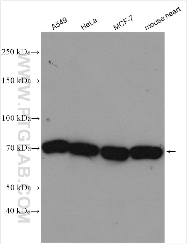 INPP5J Antibody in Western Blot (WB)