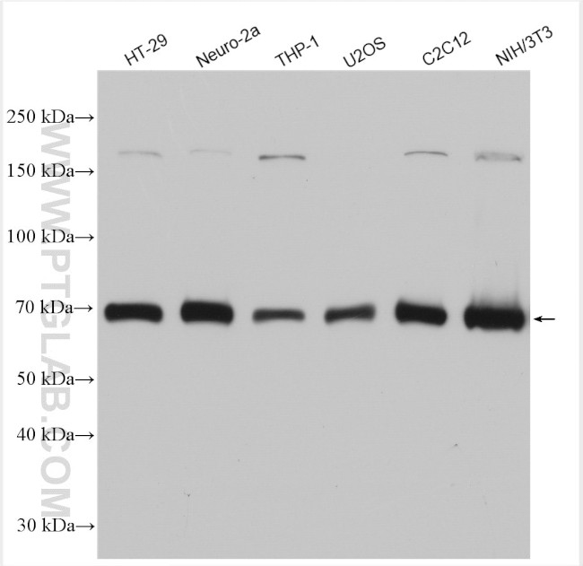 cGAS Antibody in Western Blot (WB)