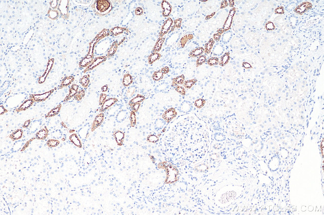 Uromodulin Antibody in Immunohistochemistry (Paraffin) (IHC (P))