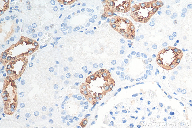 Uromodulin Antibody in Immunohistochemistry (Paraffin) (IHC (P))