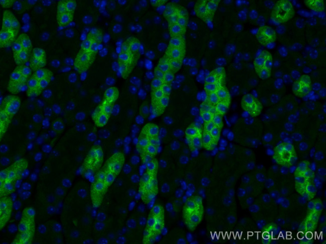 Uromodulin Antibody in Immunohistochemistry (PFA fixed) (IHC (PFA))