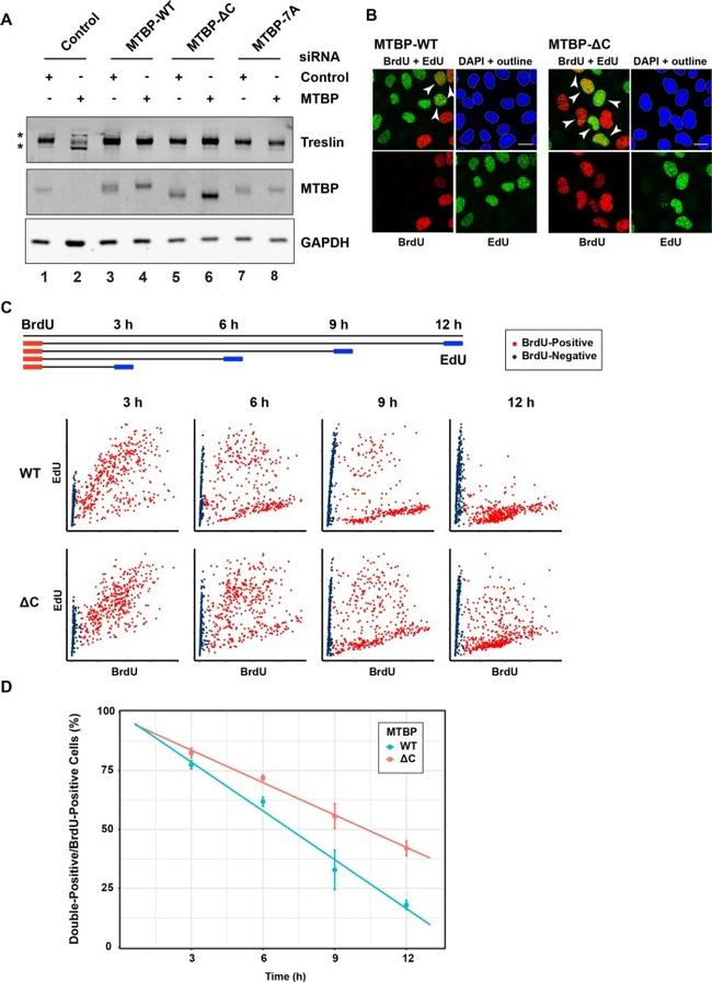 BrdU Antibody in Immunocytochemistry (ICC/IF)