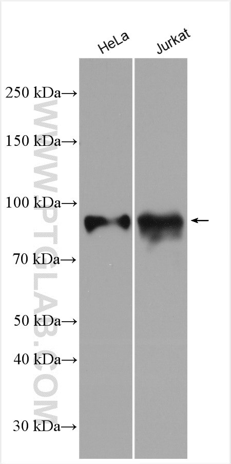 MBD1 Antibody in Western Blot (WB)